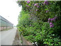 Rhododendrons at Rheola