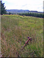 Fencepost in forest clearing