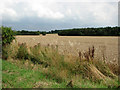 Fields south of Ketteringham Road