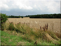 TG1301 : Fields south of Ketteringham Road by Evelyn Simak