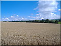 Farmland near Leppington Grange