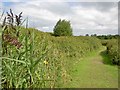 Walking through the RSPB site Conwy