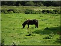 Pony grazing at Inisloughlin