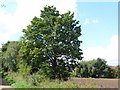 Tree alongside the former railway line