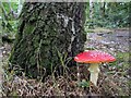NZ1266 : Fly agaric (Amanita muscaria), Heddon Common by Andrew Curtis