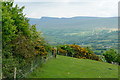 Above Ty-uchaf