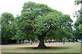 Under The Spreading Chestnut Tree