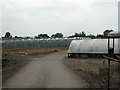 Bampton, polytunnels