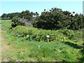 Conservation Area near Porth Hellick Down, Scilly