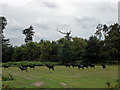 Hebridean Sheep on the Sandlings (2)