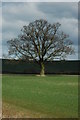 Tree on farmland