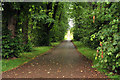 Lane to a derelict hotel near Smithton