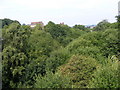 Overgrown railway