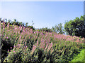 Rosebay Willowherb