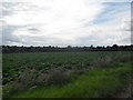 Fields near Hildersham