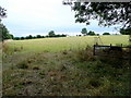 Grassland east of Red Ditch Lane