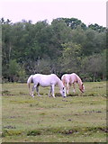 SU2915 : Ponies, Cadnam Common by Maigheach-gheal
