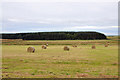 ND1658 : Farmland near Banniskirk Mains by Steven Brown