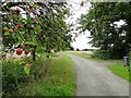 TM4483 : Apple trees beside the road at North Green by Adrian S Pye
