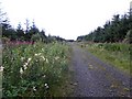C7726 : Forest track, Upper Kiltinny by Kenneth  Allen