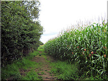 SJ7964 : Footpath by the Maize crop (1) by Jonathan Kington