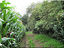 SJ7964 : Looking back along the footpath by the Maize by Jonathan Kington