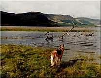 NM6950 : Loch Arienas by Peter Bond