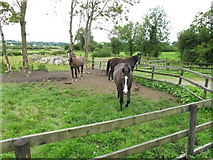 R6543 : Horses near Caherelly by David Hawgood