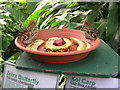 Two Owl Butterflies at a feeding Station - Tropical World