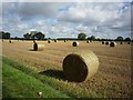 SE6244 : Farmland off Naburn Lane by DS Pugh
