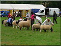 SN6221 : Llandeilo Show, Sheep Judging by George Causley