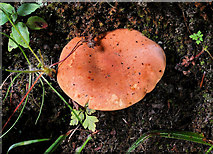 J4681 : Fungus, Crawfordsburn (2010-4) by Albert Bridge