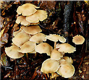 J4681 : Fungus, Crawfordsburn (2010-5) by Albert Bridge