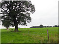 Fields at Peatswood