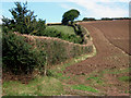 Hillside above Kilve