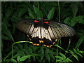 Female Great Mormon butterfly