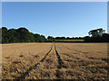 Gate Field