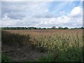 Bean field, off Sandy Lane