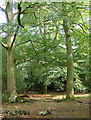 2010 : Beech trees on the edge of Lower Woods