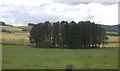 A copse by the Rumblie Burn