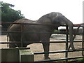 Elephant in a yard