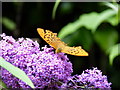 Dark Green Fritillary (?) in Boscastle