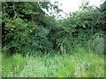 Path through the hedge