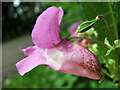SJ8859 : Himalayan Balsam flower by Jonathan Kington