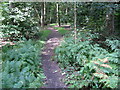 Footpath in Upper Fell Greave