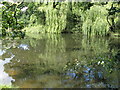 Pond reflections at Pages Farm