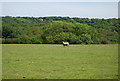 A sheep, Dewhurst Farm