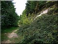 Path between the Spechells and the railway, Tyne Riverside Park