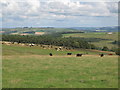 Farmland north of Midgeholm (2)