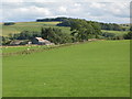 Pastures and woodland near Briarwood